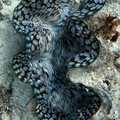 giant clam 2.jpg