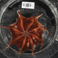 pancake octopus.jpg