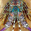 rainbow lobster.jpg