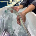 ribbonfish.mp4