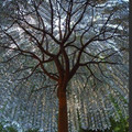 Corious tree.jpg