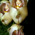 IMG_1657.png