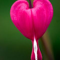bleeding_heart_3.jpg