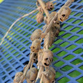 dead snapdragons.jpg