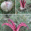 devil's fingers.jpg