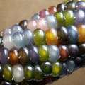 glass_gem_corn.jpg