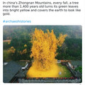 old_tree.jpg