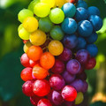rainbow_grapes.jpg