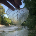 this is not ice, it's a transparent leaf.jpg