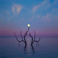 lake_wth_tree.jpg