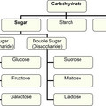 carbs.jpg