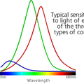 cone_cell_response_curves.png