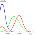 human_spectral_sensitivity.png
