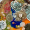 mold3.jpg