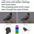starlings.jpg