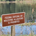 molesting alligators.jpg
